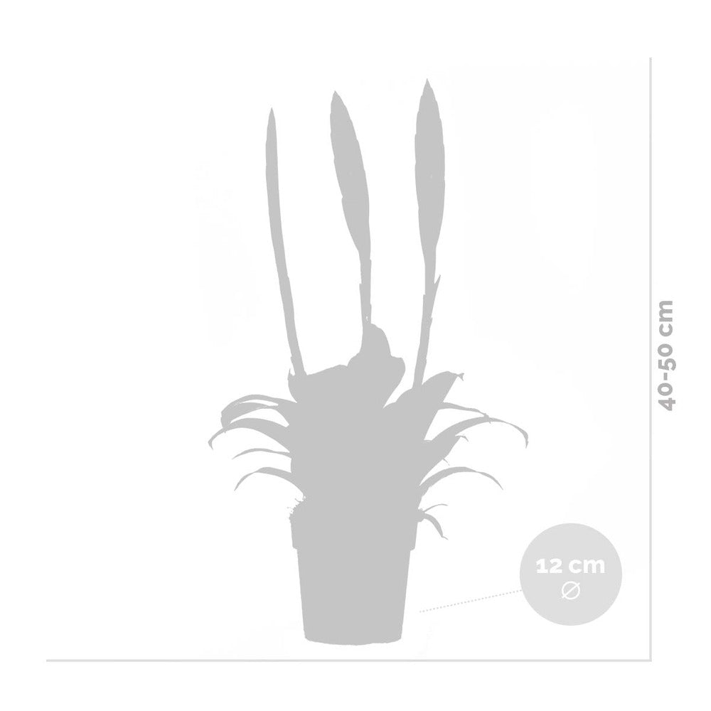 Vriesea Era – Torch Bromelia – Plante D'intérieur – Peu D'entretien – ⌀12 Cm – ↕40-50 Cm