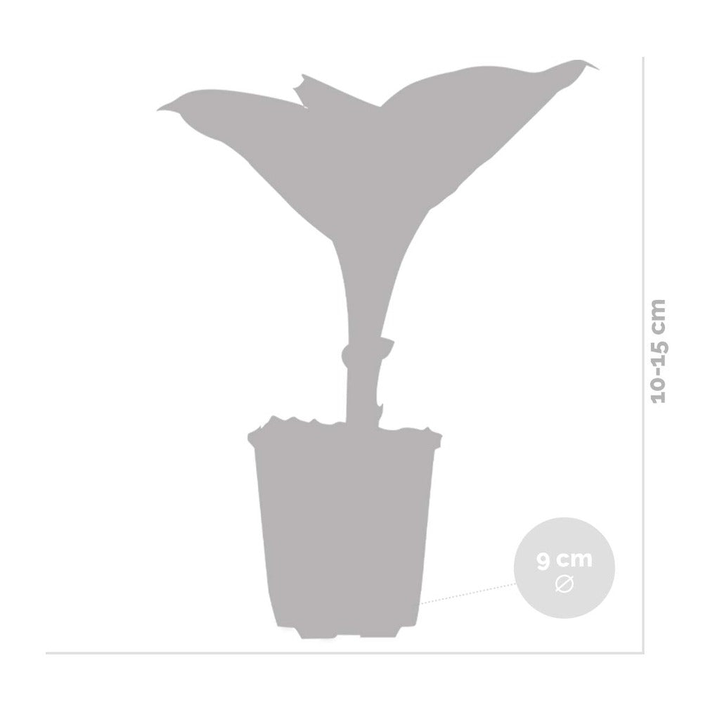 Hosta Sieboldiana 'elegans' - Lys Coeur - Vivace - Rustique – ⌀9 Cm - ↕10-15 Cm