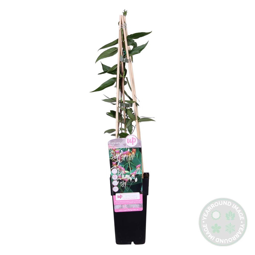 Lonicera Henryi – Chèvrefeuille – Plante Grimpante – Persistant - ⌀15 Cm - ↕60-70 Cm
