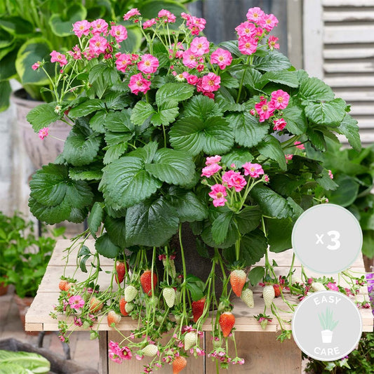 3x Fragaria 'pink Summer Breeze' – Fraisier – Entretien Facile – ⌀10,5 Cm - ↕15-20 Cm