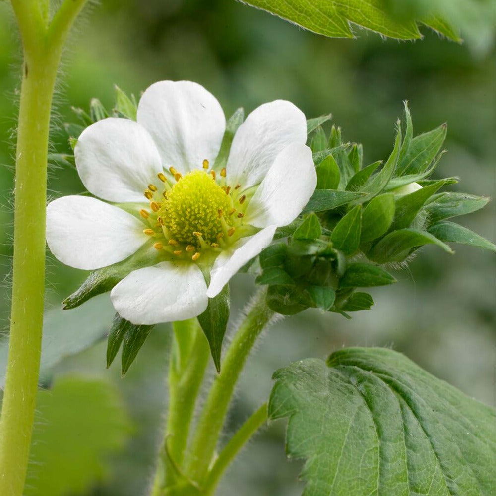 3x Fragaria 'snow Summer Breeze' – Fraisier – Entretien Facile – ⌀10,5 Cm - ↕15-20 Cm