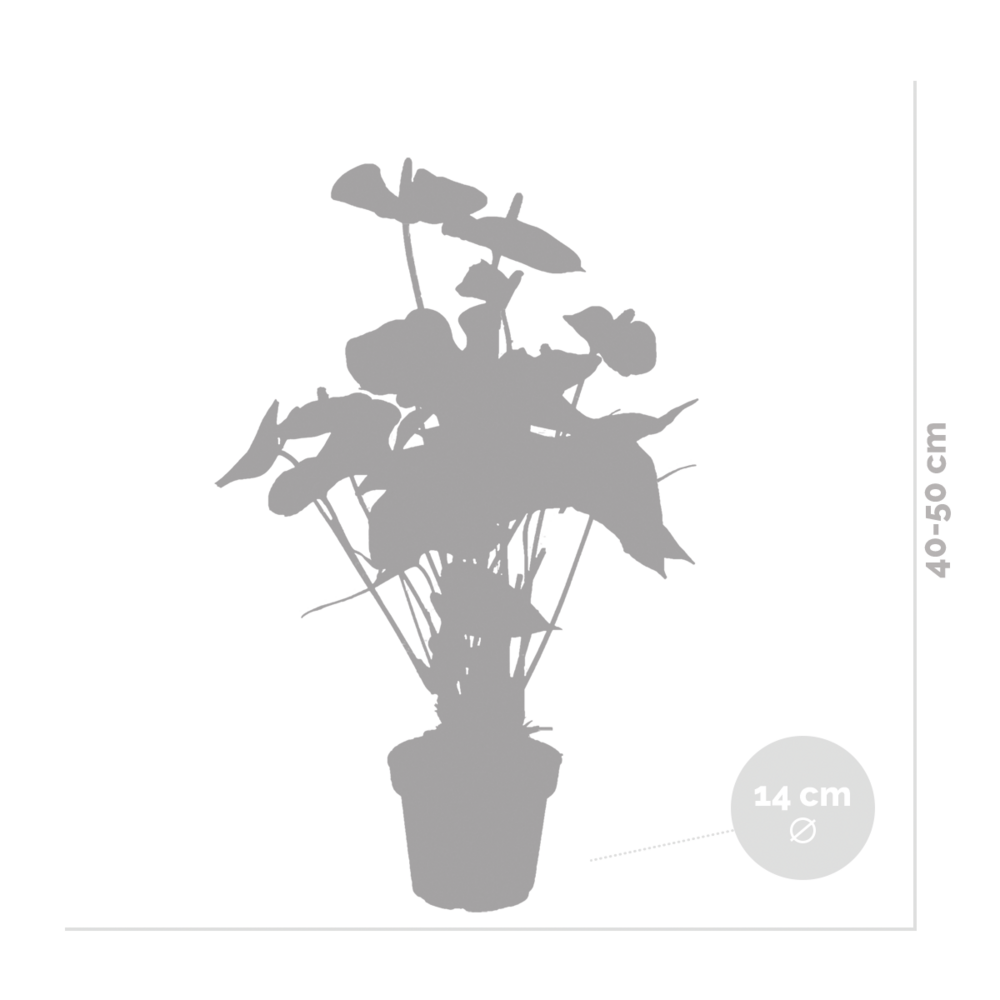 Anthurium 'aristo' Orange - Plante Flamingo - Entretien Facile - ⌀14 Cm - ↕45-55 Cm