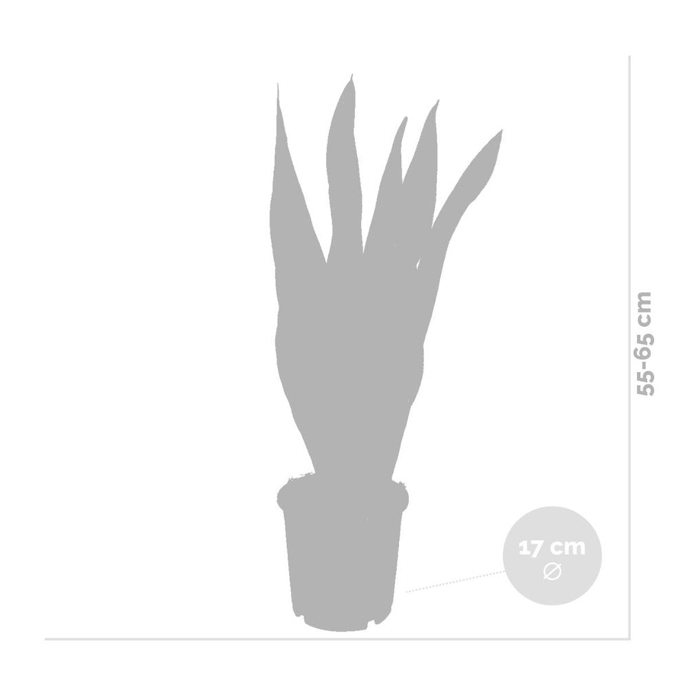 2x Sansevieria 'laurentii' Xl - Langue De Dame - Succulente - ⌀17cm - 55-65 Cm