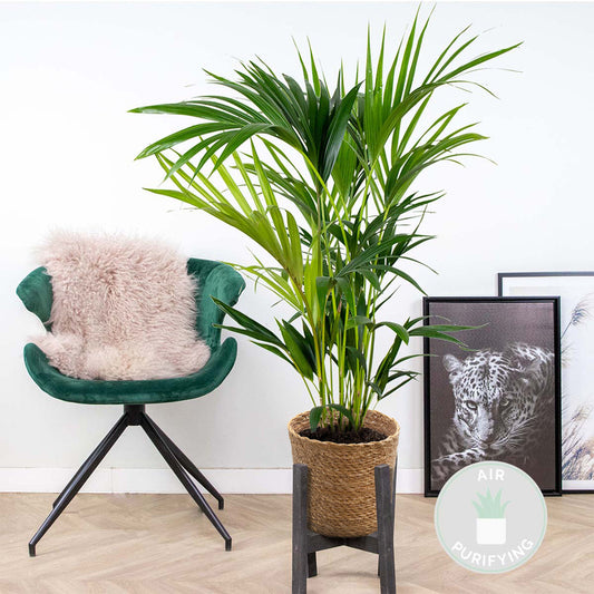 Howea Forsteriana - Palmier Kentia - 80-100 Cm De Haut - Panier En Jonc De Mer 19 Cm