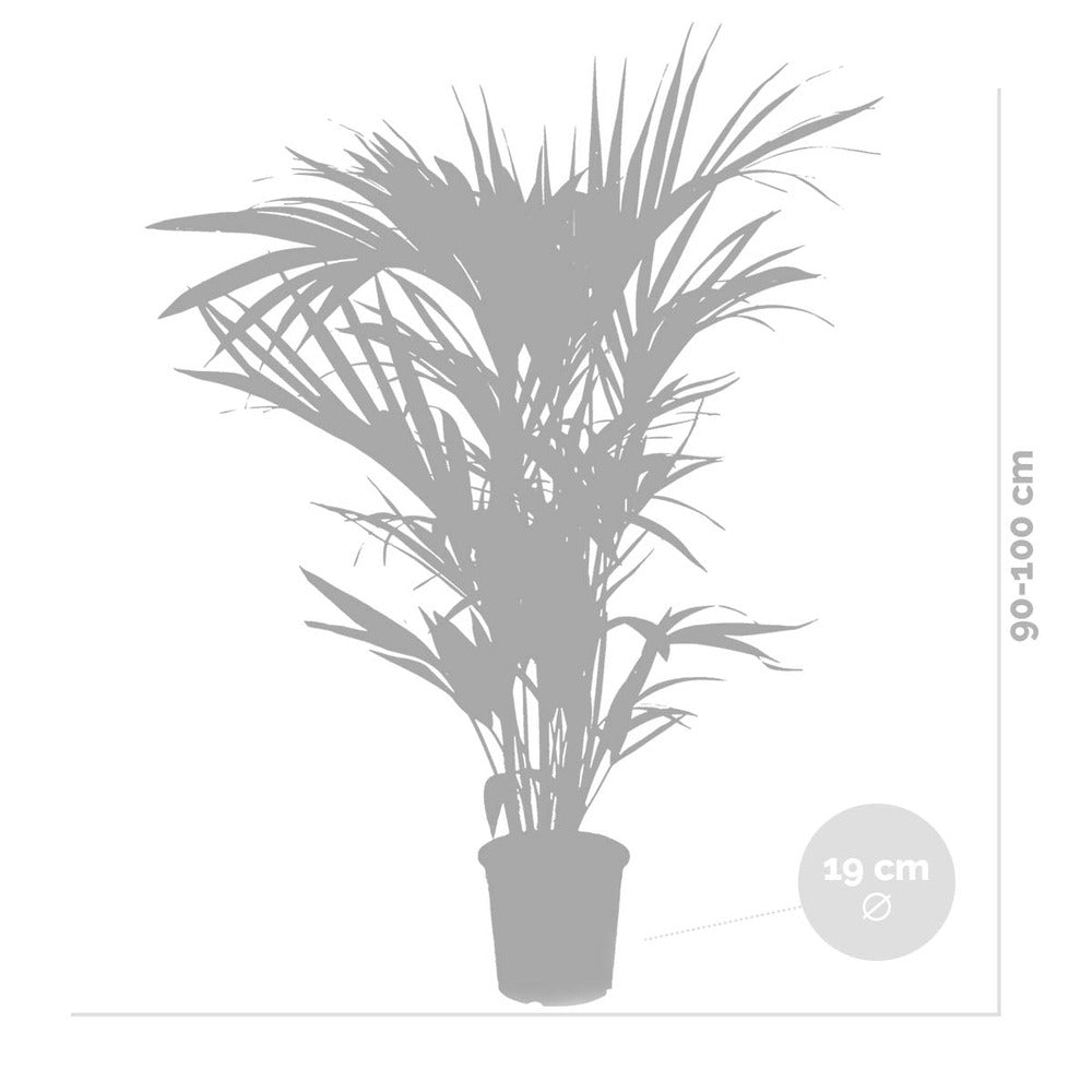 Howea Forsteriana - Palmier Kentia - 80-100 Cm De Haut - Panier En Jonc De Mer 19 Cm