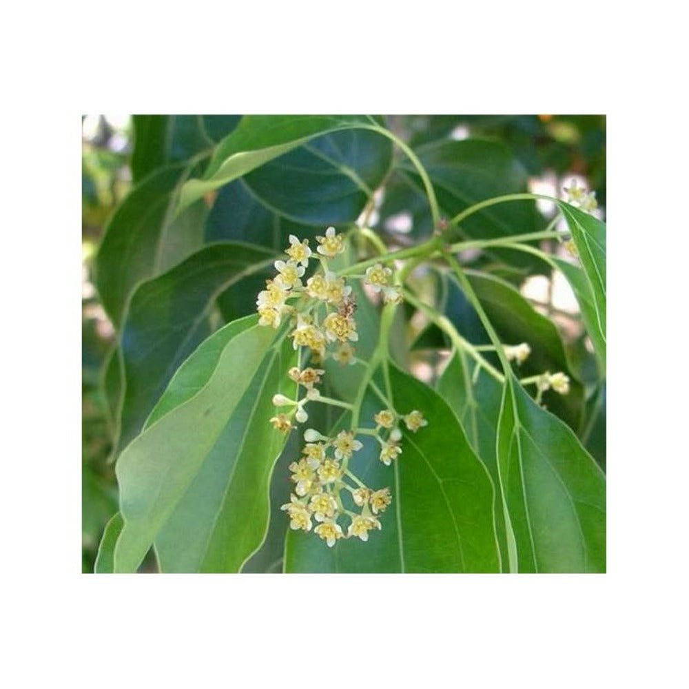 Cinnamomum Camphora (camphrier) Couleur Floraison:crème Jaune - Pot De 140l - 200/250cm