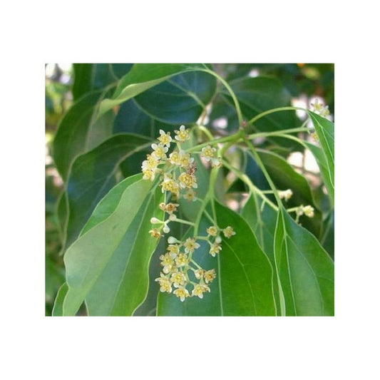 Cinnamomum Camphora (camphrier) Couleur Floraison:crème Jaune - Pot De 140l - 200/250cm