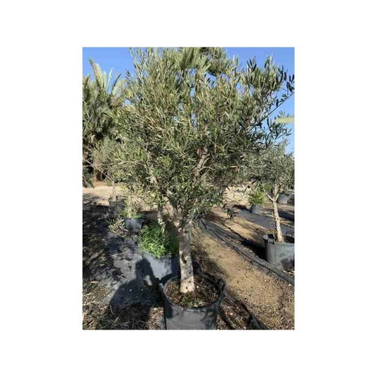 Olea Europaea (oliviers) Gros Sujets Périmètre De Tronc 50/60cm - 170/220cm