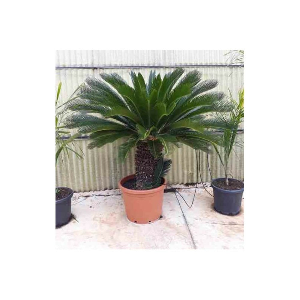 Cycas Revoluta (cycas Du Japon-sagou) Spécimen Pot De 80l - Tronc De 80/90 Cm - 150/170cm