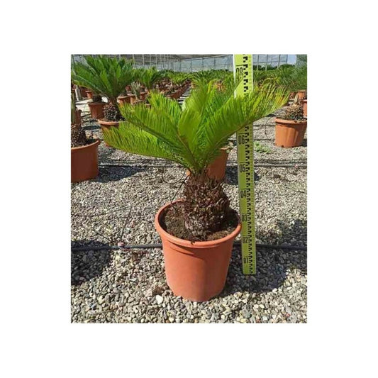 Cycas Revoluta (cycas Du Japon-sagou) Spécimen Pot De 80l - Tronc De 80/90 Cm - 150/170cm