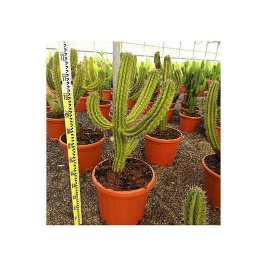 Polaskia Chula Cactus Pot De 40 Litres -100/120 Cm