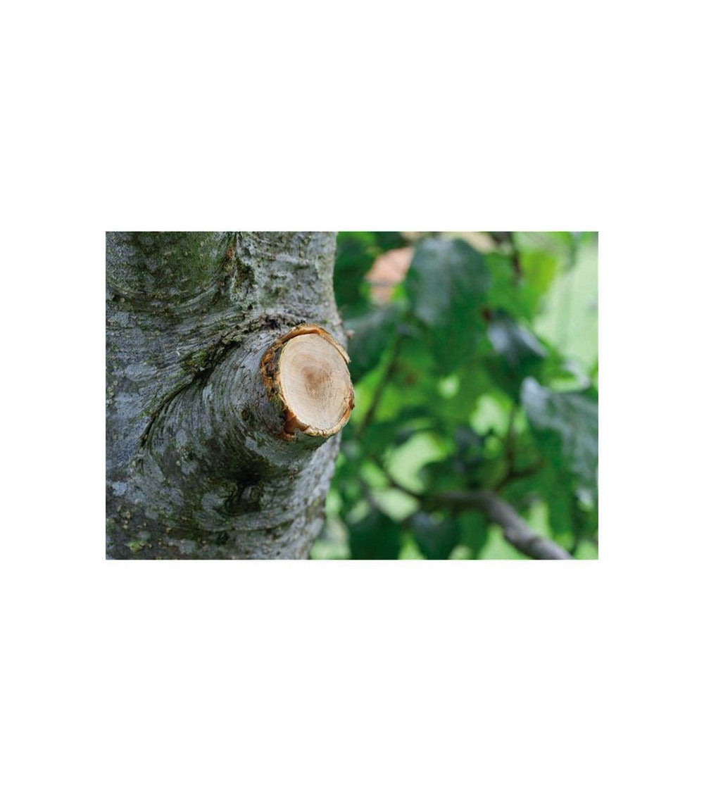 Coupe-branches à Enclume Smartcut Comfort Gardena