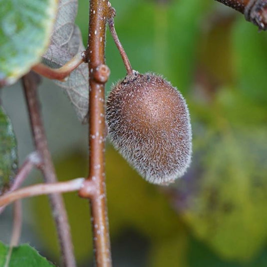 Kiwi Autofertile 'solissimo®' (renact) - Actinidia Chinensis 3l - 60/90cm