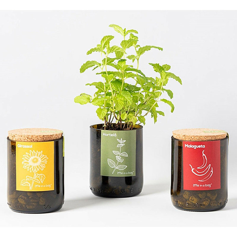 Kit Bouteille Prêt à Pousser Menthe