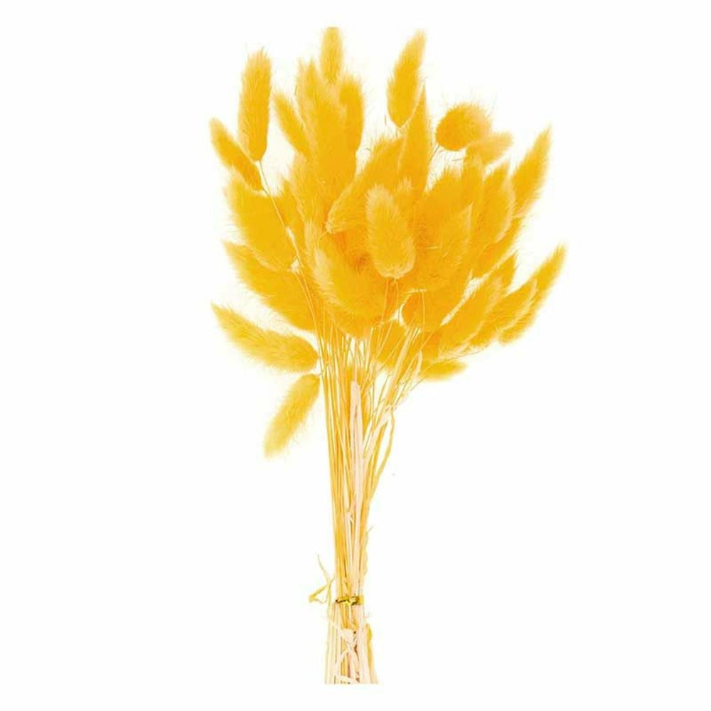 Lagurus Séchés Jaune - 45 Cm