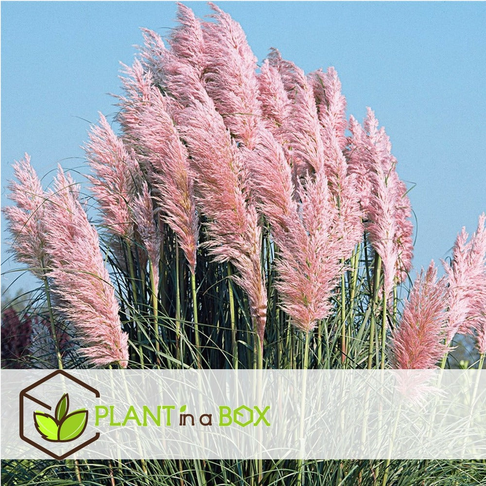 Cortaderia Selloana - Set De 3 - La Pampa - Rose - Pot 9cm - Hauteur 25-40cm