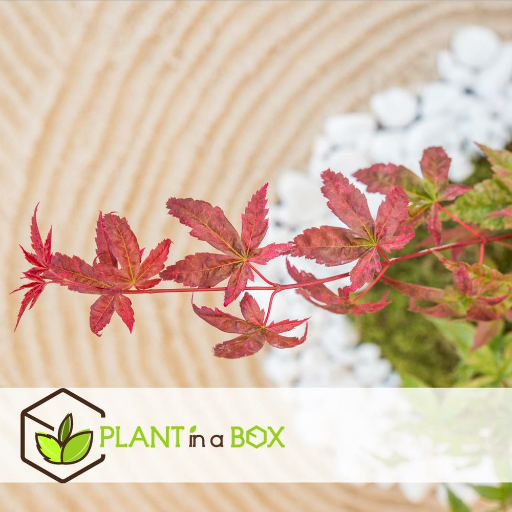 Acer Palmatum 'beni Maiko' - érable Du Japon - Pot 19cm - Hauteur 60-70cm