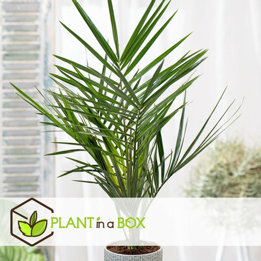 Phoenix Canariensis - Set De 2 - Palmier Dattier - Pot 15cm - Hauteur 50-60cm