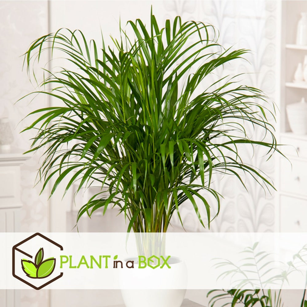 Dypsis Lutescens - Areca Gold Palm - Pot 17cm - Hauteur 60-70cm