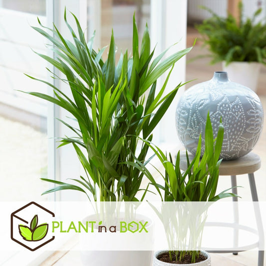 Dypsis Lutescens - Areca Gold Palm - Pot 17cm - Hauteur 60-70cm