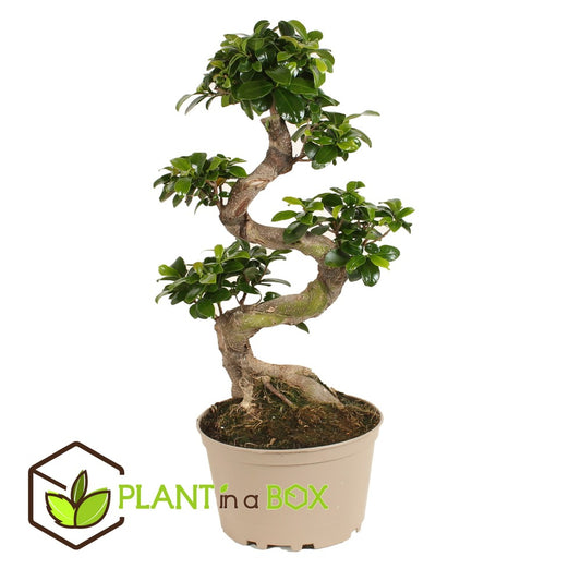 Ficus Ginseng S-shape - Japonaise Bonsai - Pot 20cm - Hauteur 55-65cm