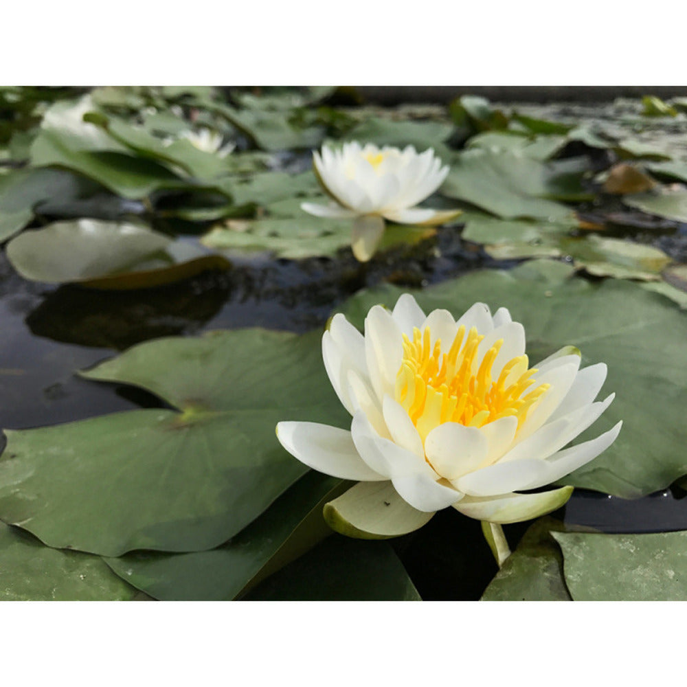 Nymphaea 'albina'