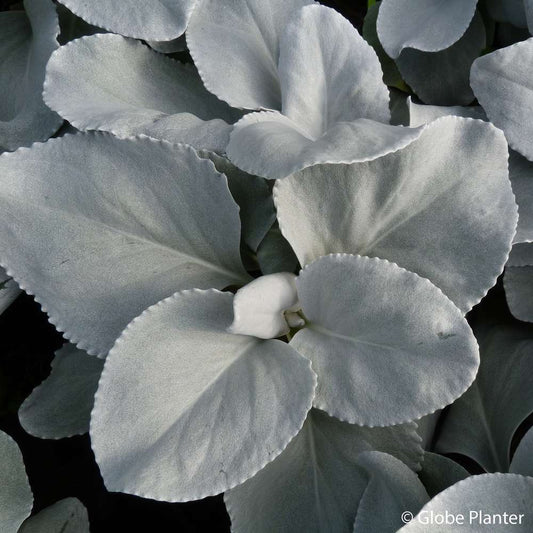 Senecio Candicans 'Angel Wings':conteneur 4L