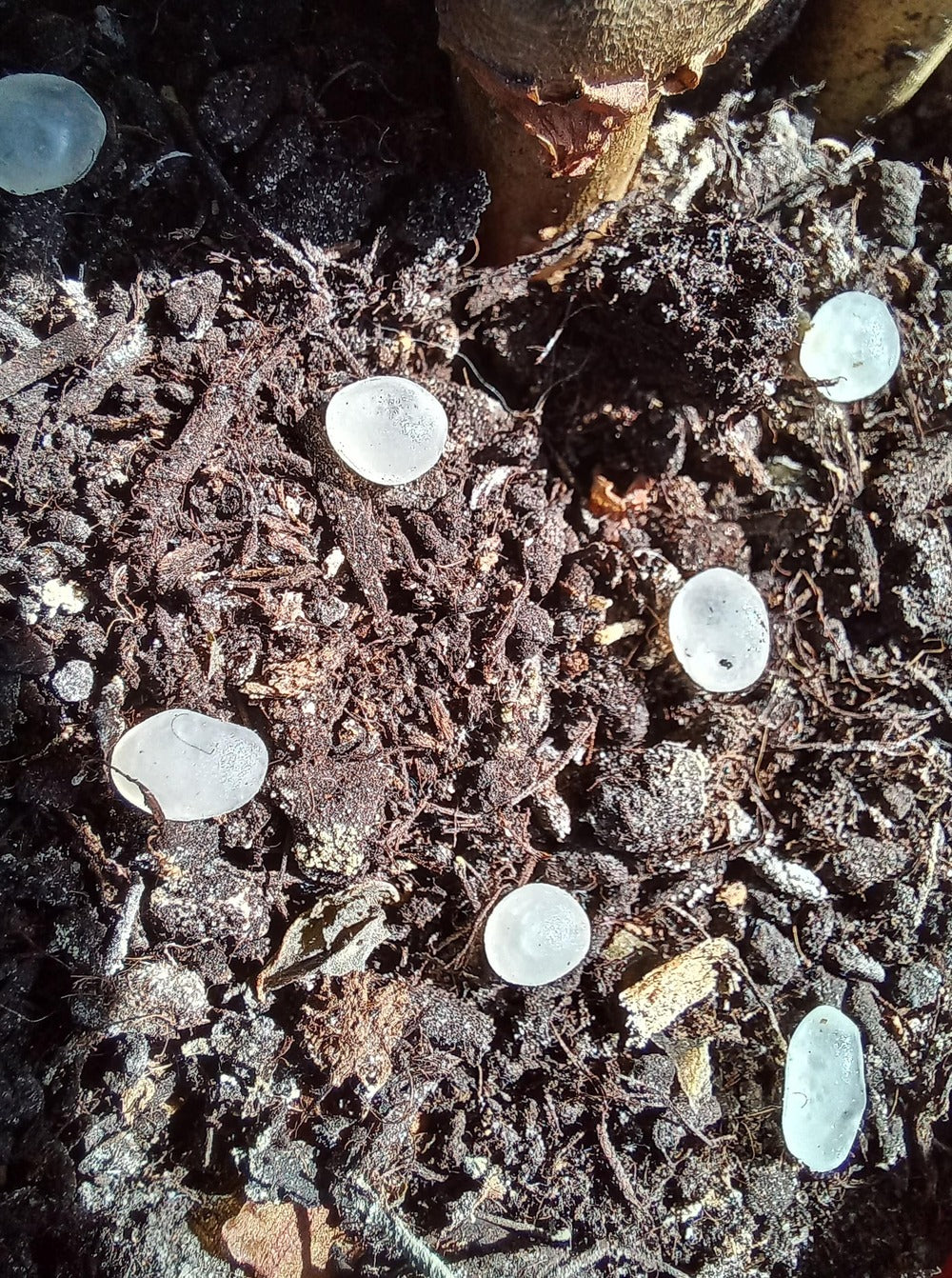 Nématodes Mouches Des Terreaux En Micro-capsules Par 200