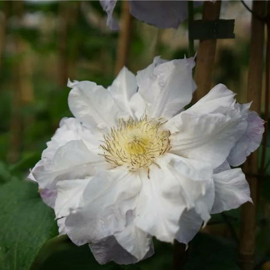 Clématite 'veronica's Choice' - Clematis 3l - 60/90cm