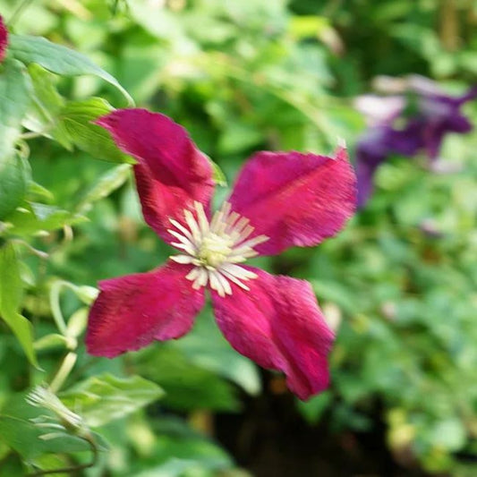 Clématite 'mme Julia Correvon' - Clematis Viticella 3l - 60/90cm
