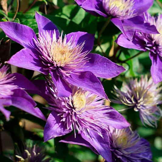 Clématite 'multi Blue' - Clematis 3l - 60/90cm