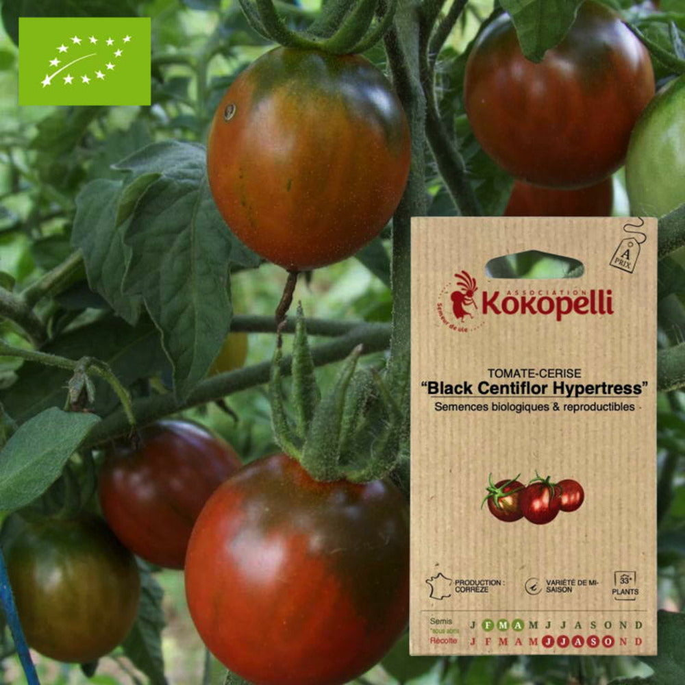 Graines Bio à Semer - Tomate-cerise Black Centiflor Hypertress
