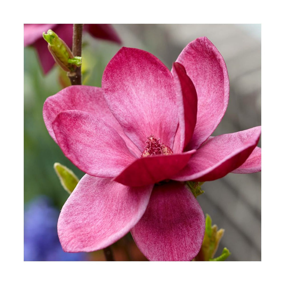 Magnolia De Chine, Magnolia De Soulange Soulangiana Genie/godet - 5/20 Cm