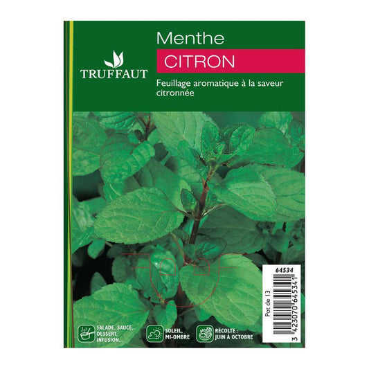 Plant De Menthe Citron : Pot De 1 Litre