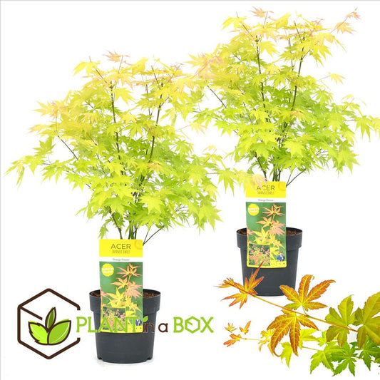 Acer 'orange Dream' - Set De 2 - Erable Japonais - Pot 19cm - Hauteur 60-70cm