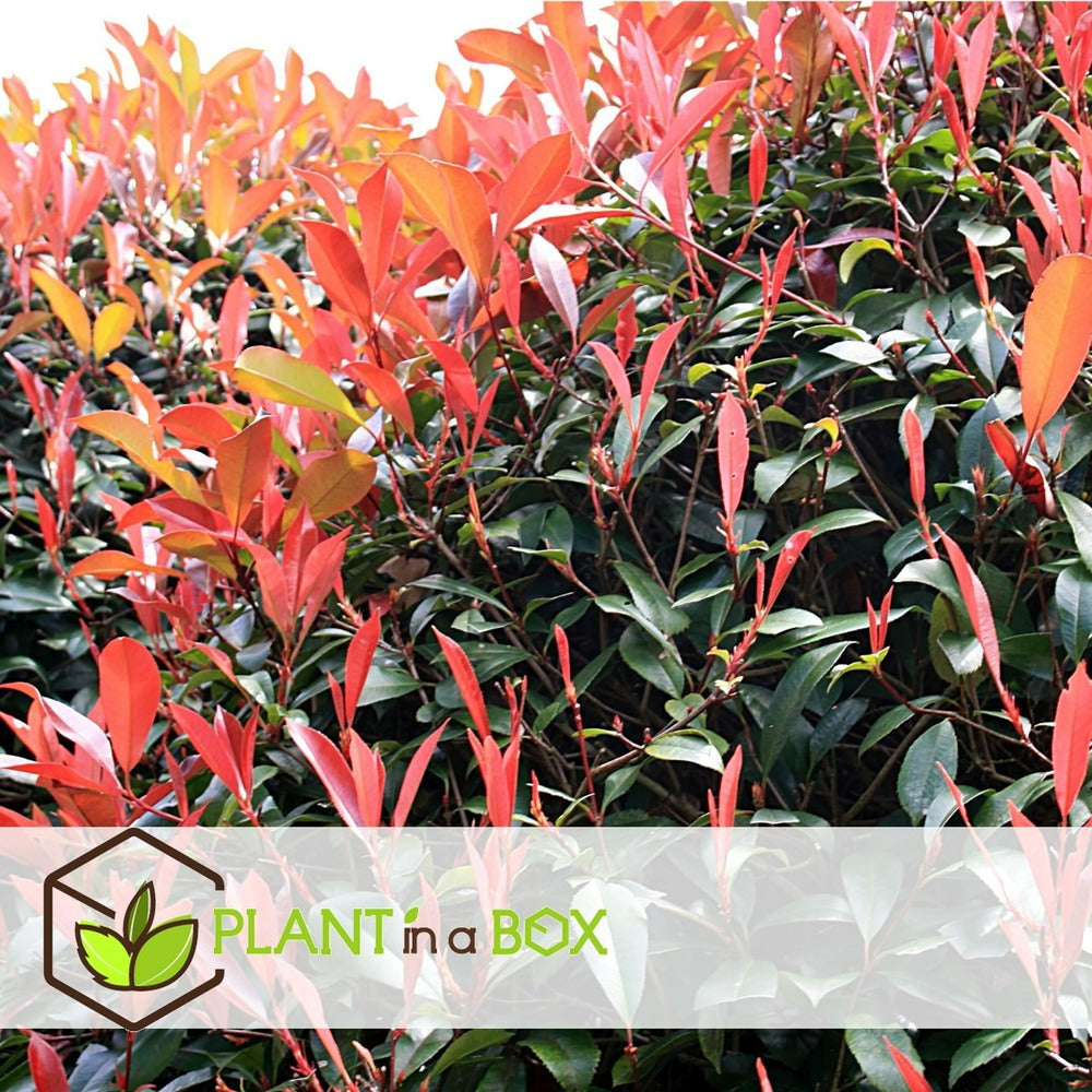 Photinia Fraseri Red Robin - Set De 4 - Pot 17cm - Hauteur 30-40cm