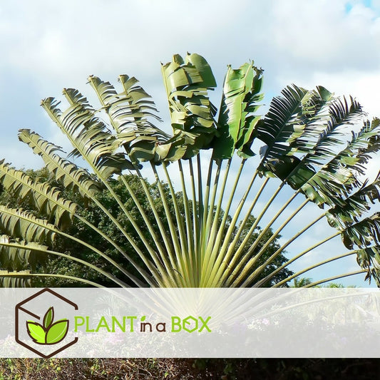 Ravenala Madagascariensis - Set De 6 - Palmier - Pot 9cm - Hauteur 25-40cm