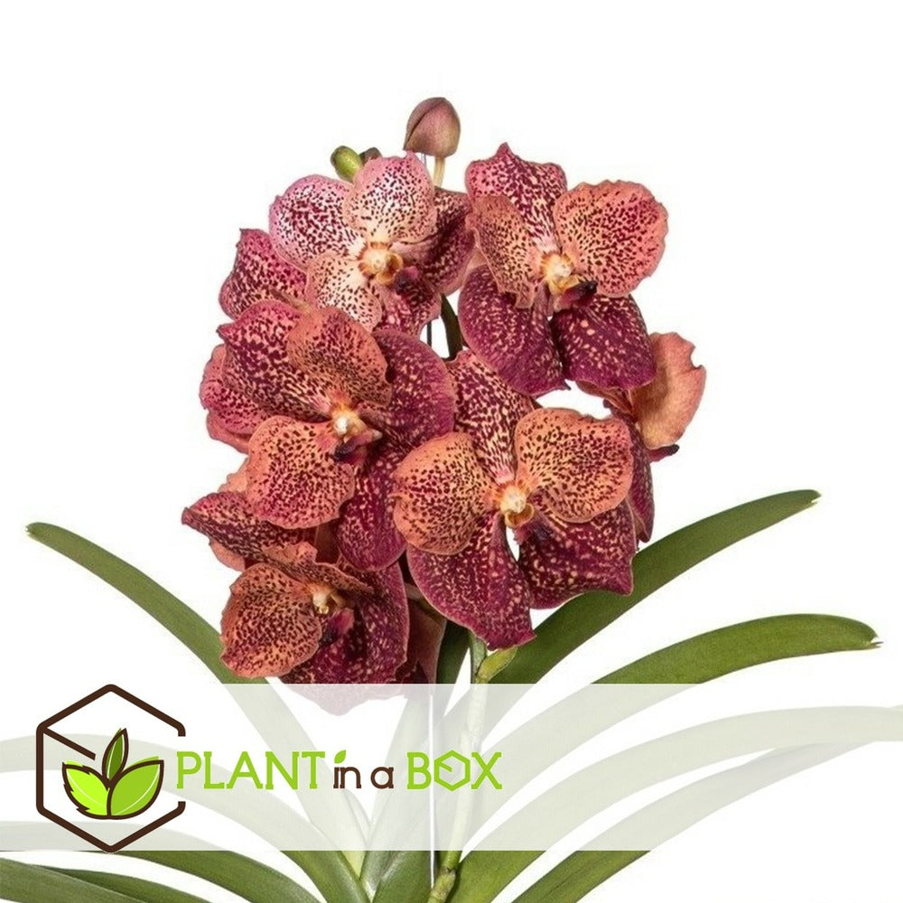 Vanda Leopard Coral - Orchidée Tropicale - Orchidée En Fleur - Hauteur 75-85cm