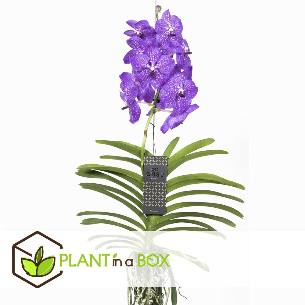 Vanda New Blue - Orchidée Tropicale - Magnifique Couleurs - Hauteur 50-60cm