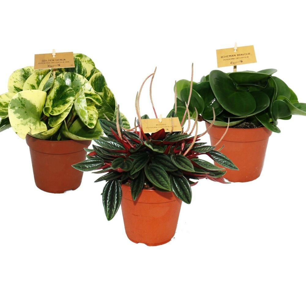 Peperomia Set De 3