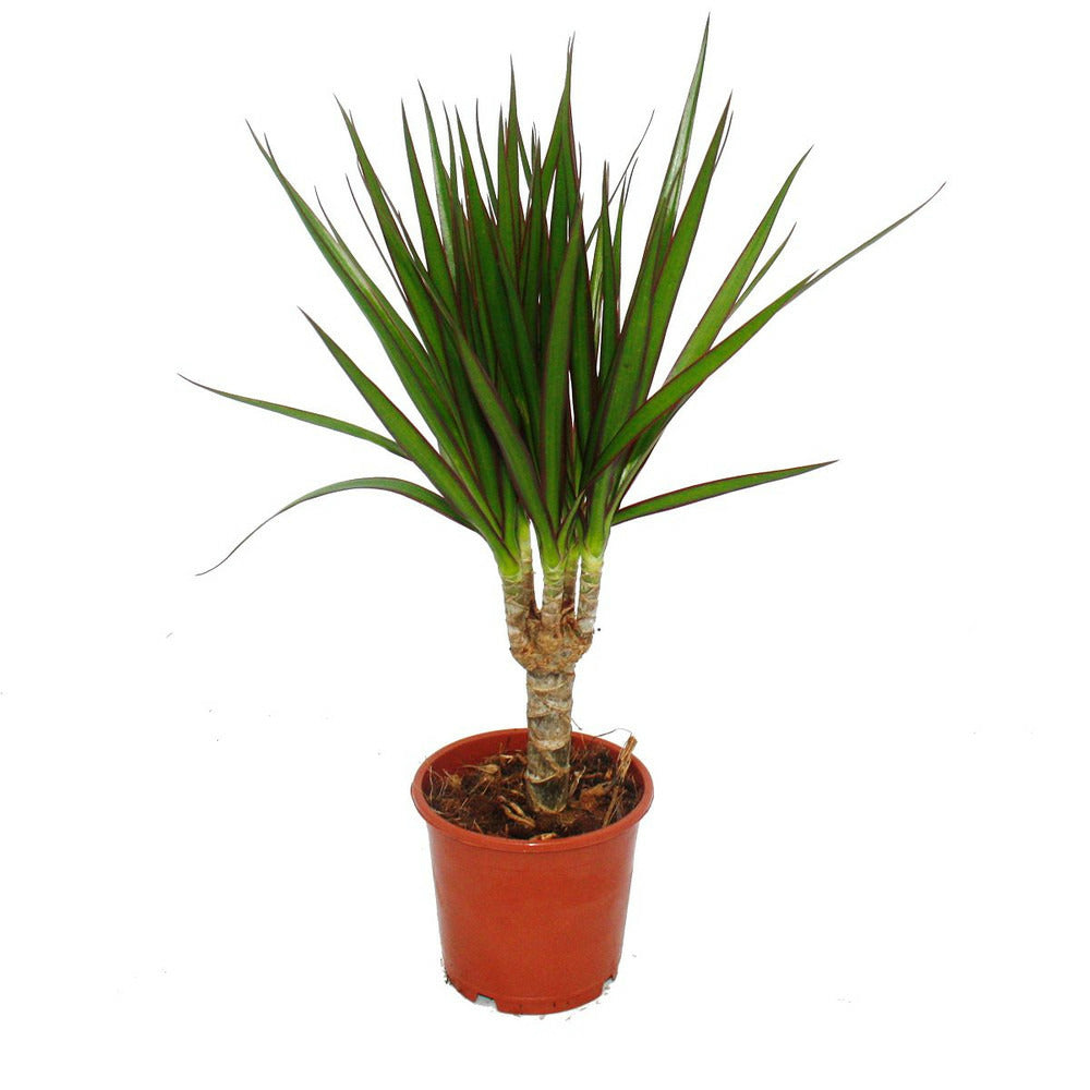 Exotenherz - Dragonnier - Dracaena Marginata - 1 Plante - Plante D'intérieur Facile D'entretien - Purificateur D'air - Pot De 12cm
