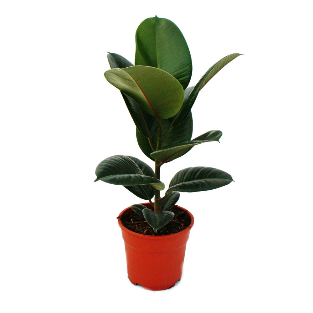 Caoutchouc - Ficus Elastica "robusta" - Pot De 17cm