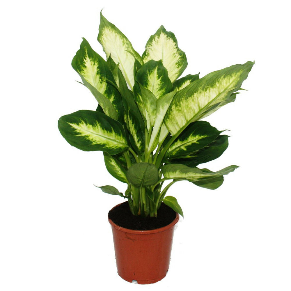 Exotenherz - Dieffenbachia "camilla" - 1 Plante - Plante D'intérieur Facile D'entretien - Purificatrice D'air - Pot 12cm