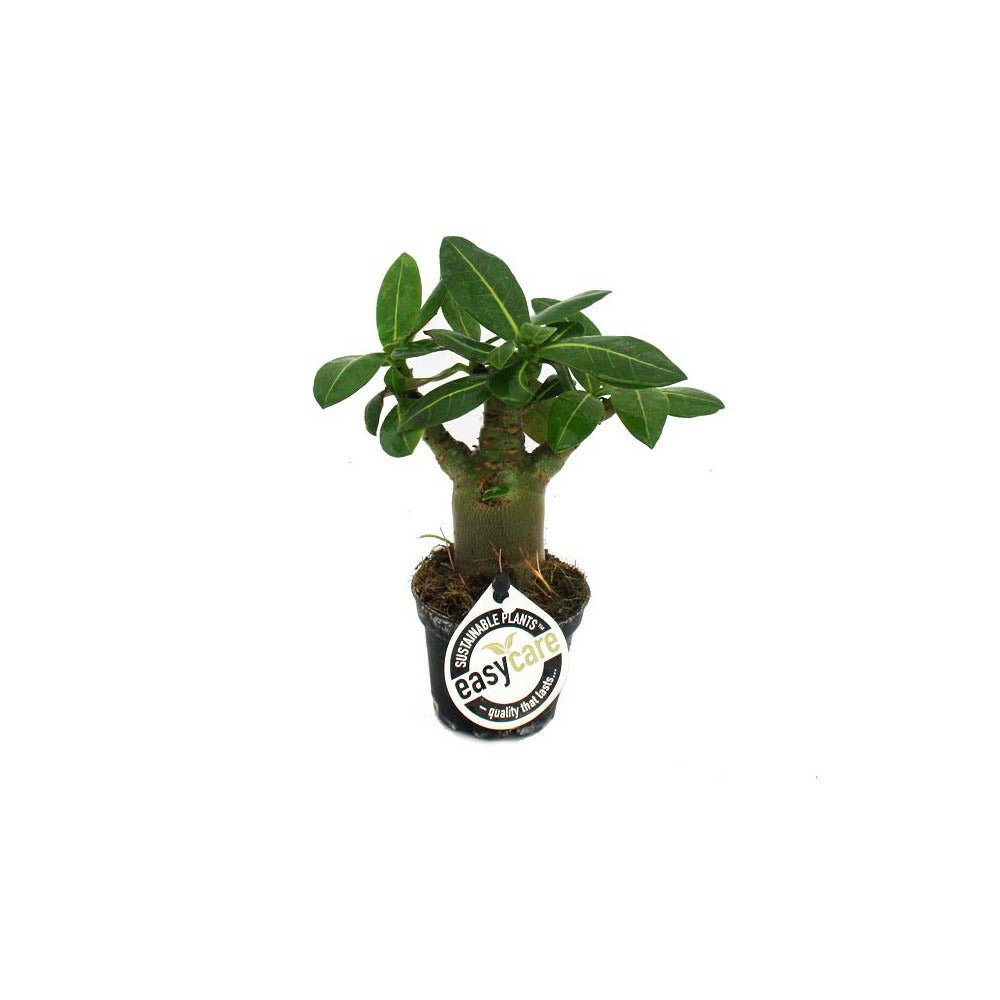 Mini Rose Des Sables, Adenium Obesum, Couleur Surprise
