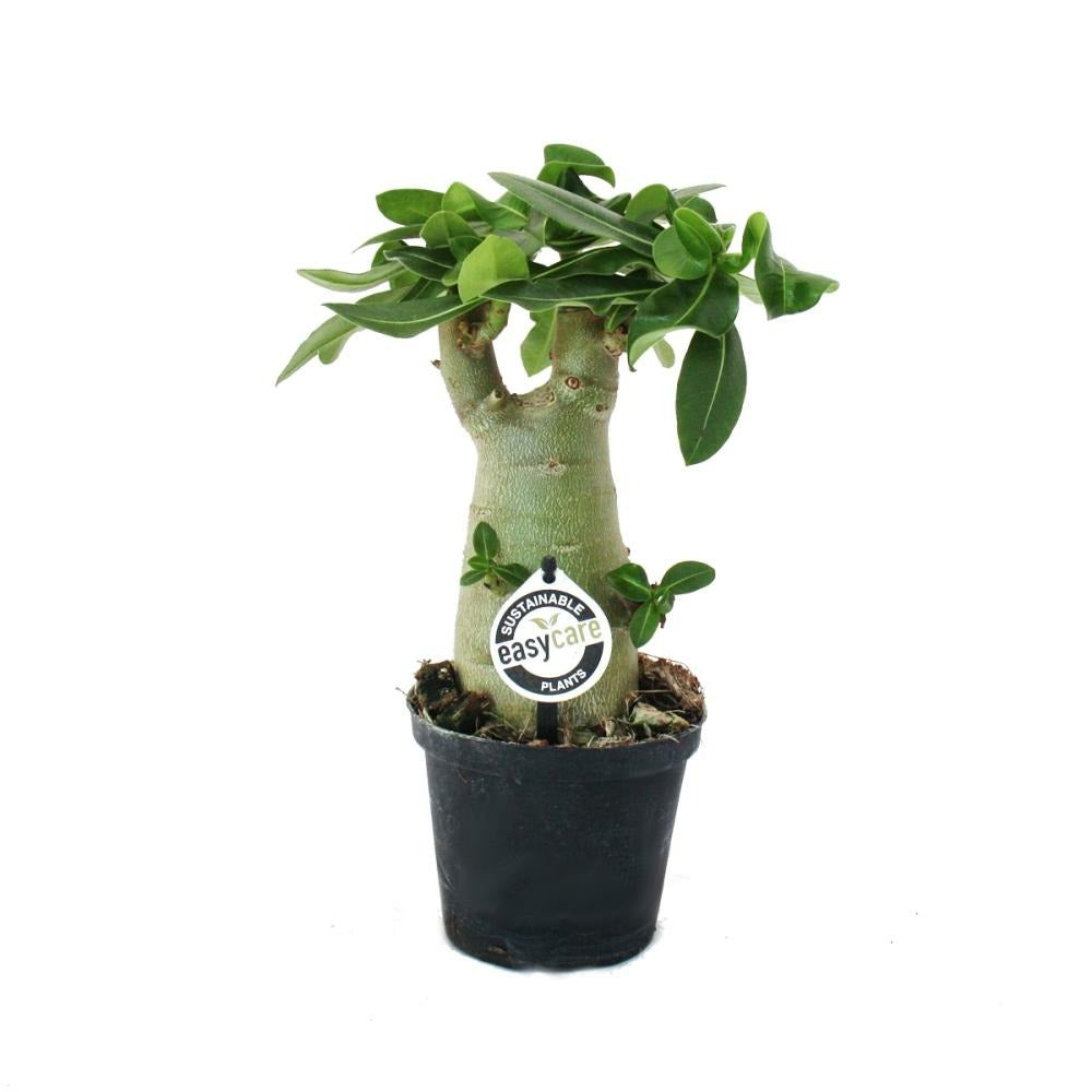 Petite Rose Du Désert, Adenium, Couleur Surprise, Pot De 16cm