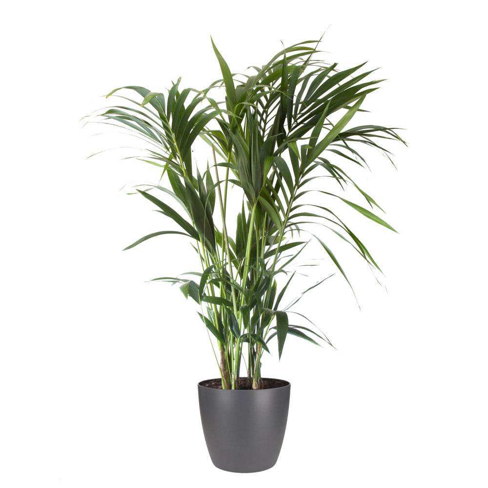Palmier Kentia - Howea Forsteriana - Environ 130cm De Haut - Dans Le Pot "brussels" - Anthracite/gris