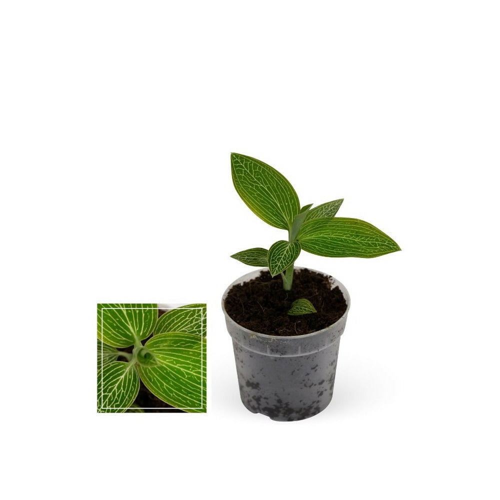 Jewel Orchid - Ludisia Jade - Mini Orchidée Terrestre à Feuilles Fantaisies - Pot 6cm