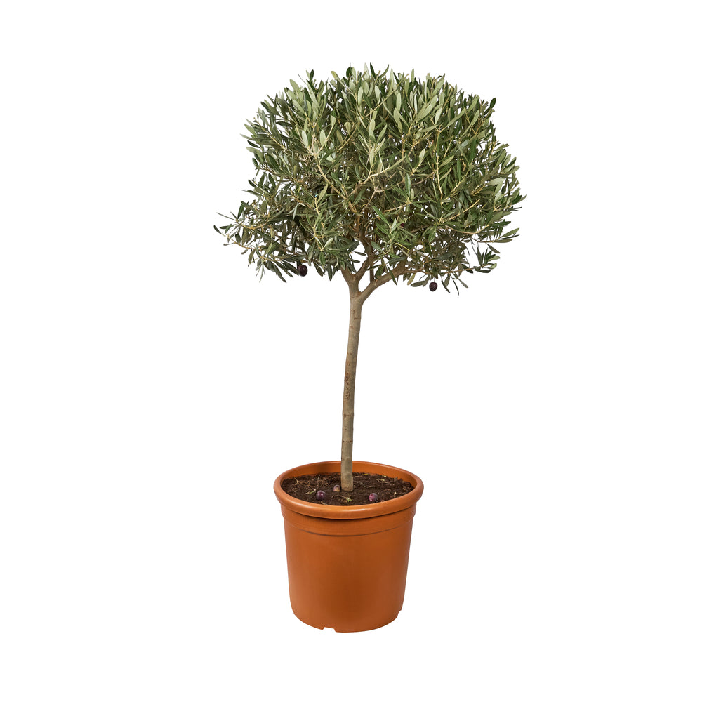 Olivier, Olea Europeae : Tige H.140/160 Cm, C18,5L