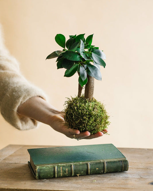 Kokedama - Ficus Microcarpa