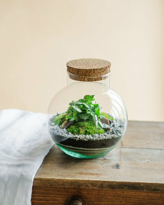 Kit Terrarium Diy - Noumea